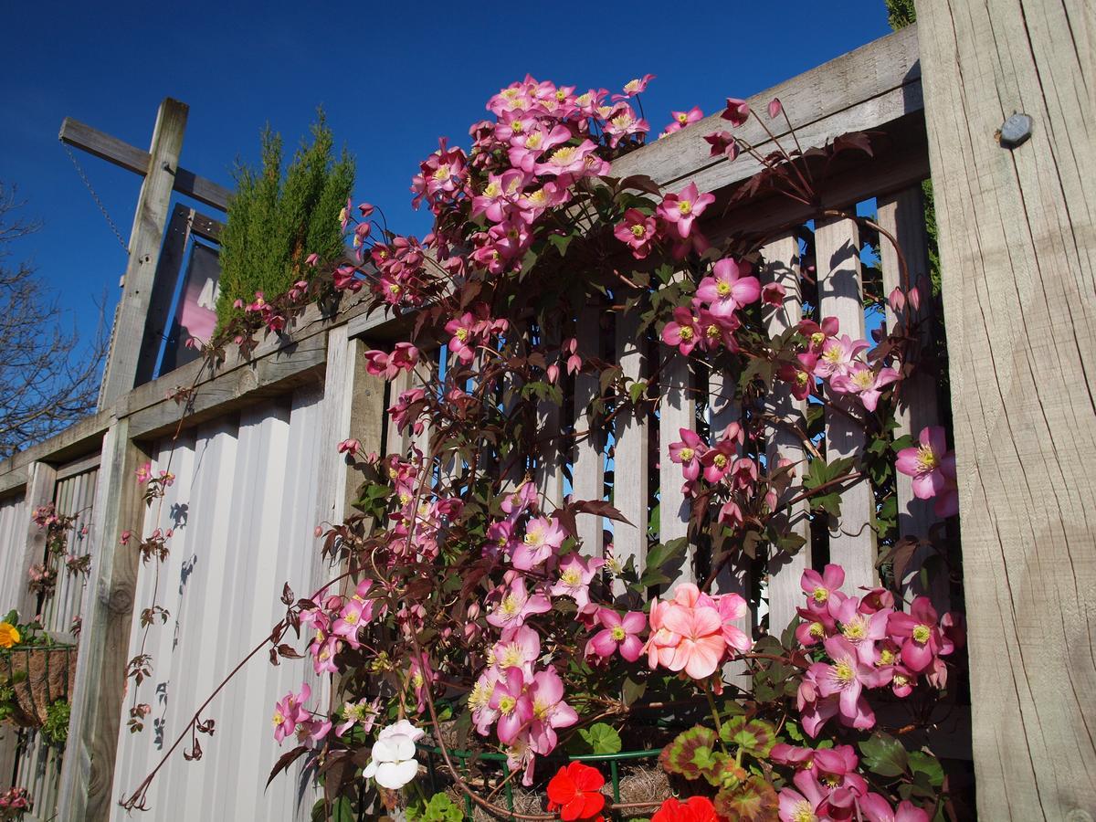 Annies Nirvana Lodge Backpackers Takaka Bagian luar foto